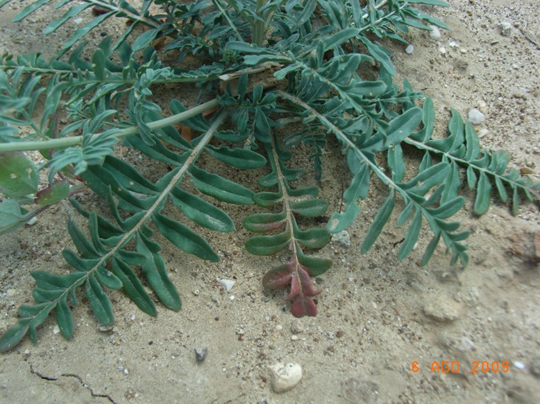 Reseda alba  s.l.